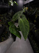 Anthurium (pap x dress ex. JS s1) x (regale x 'Silver Krome')