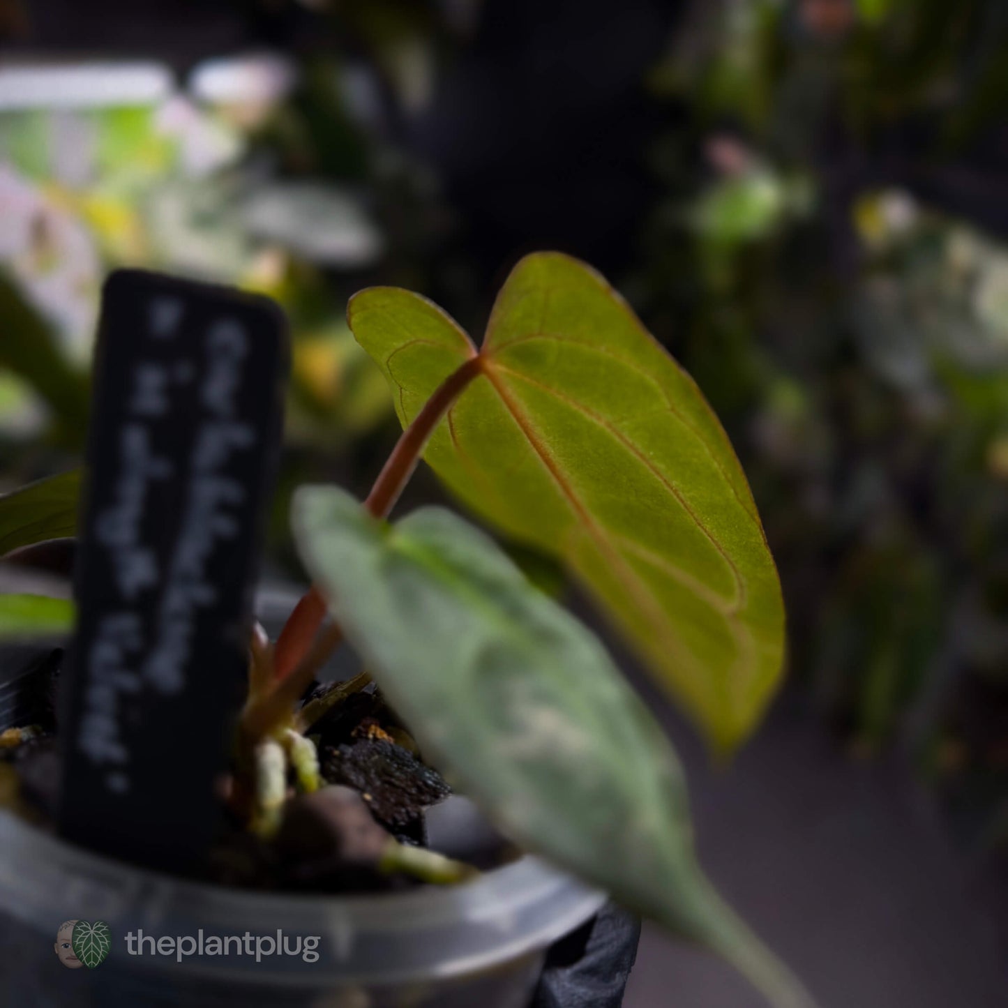 Anthurium carlablackiae x #MidnightVelvet 🌟