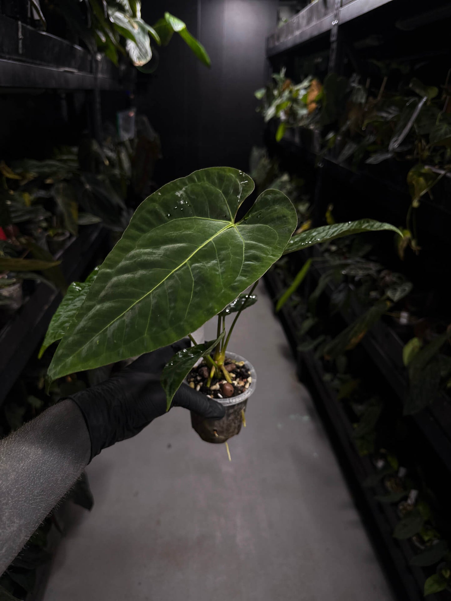 Anthurium (pap x dress ex. JS s1) x (regale x 'Silver Krome')