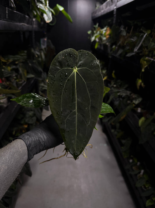 Anthurium ('AOS' x 'BVEP') x (carlablackiae x 'BVEP') • select holdback