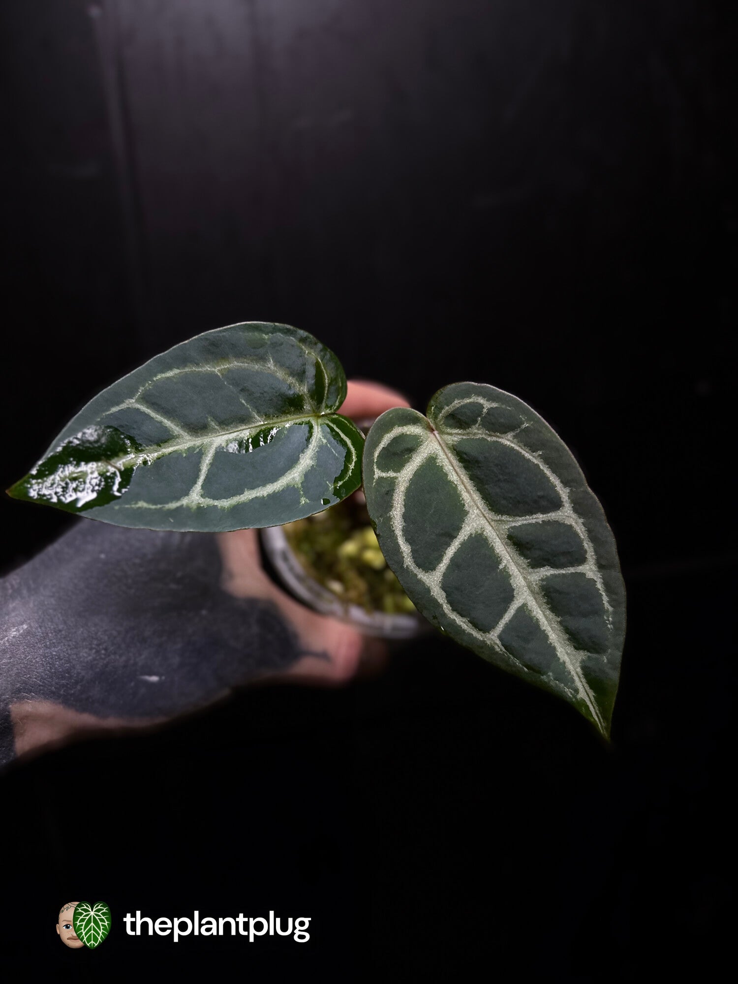 Anthurium 'Red Crystal' x 'Silver Blush'