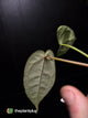 Anthurium 'Red Crystal' x 'Silver Blush'