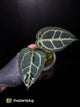 Anthurium 'Red Crystal' x 'Silver Blush'