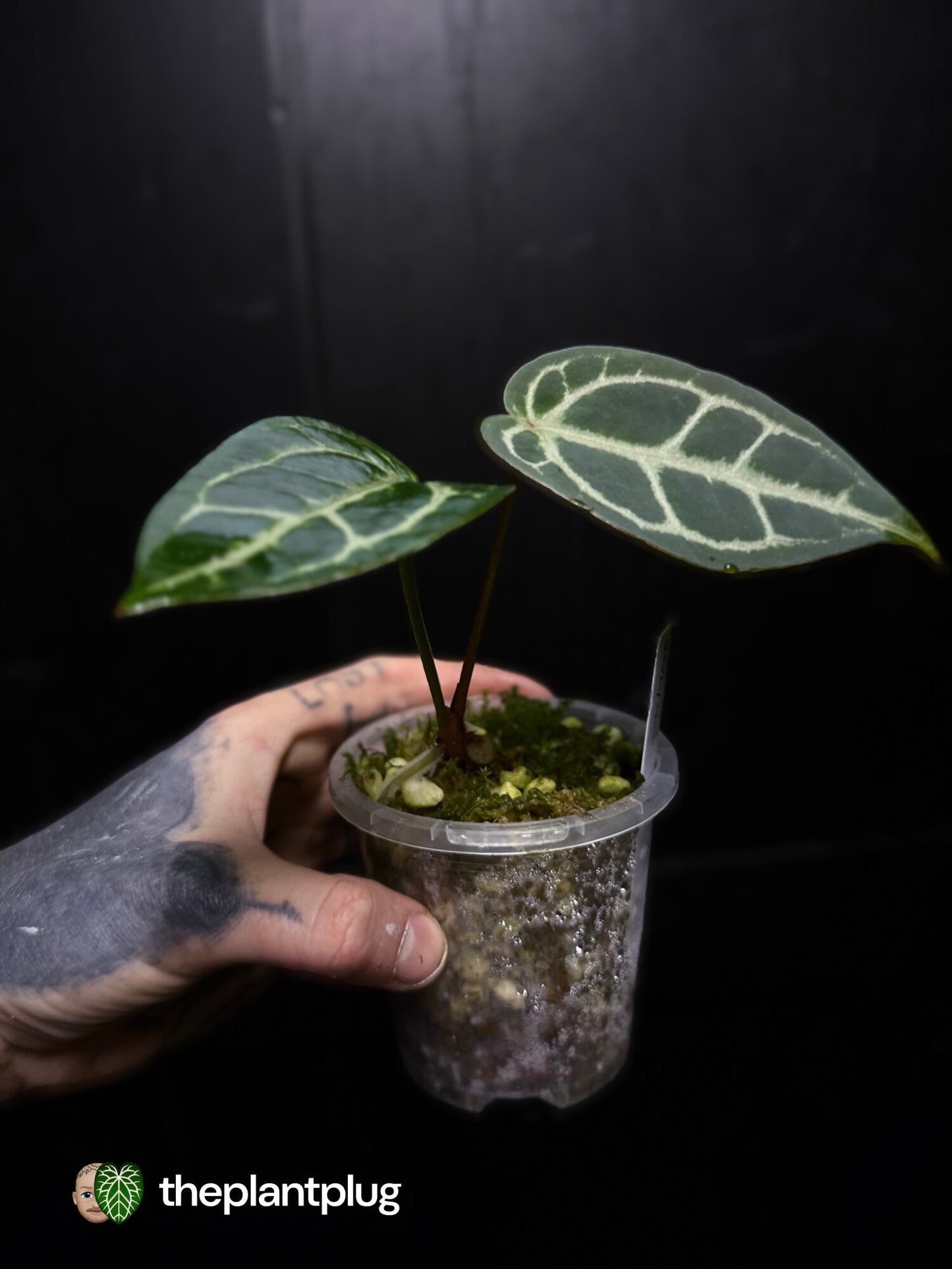 Anthurium 'Red Crystal' x 'Silver Blush'