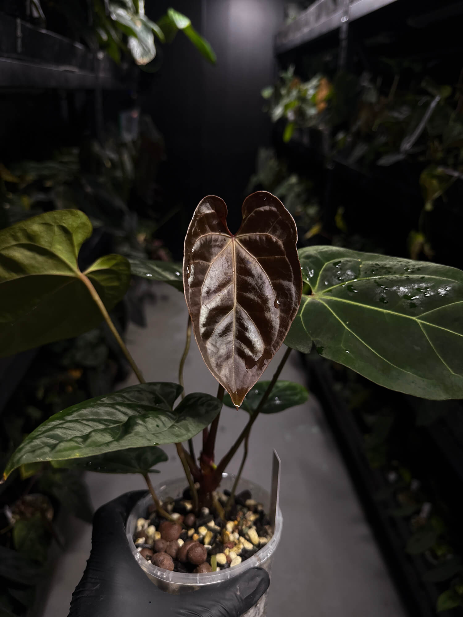 Anthurium #DarkMalice • ('Midnight Velvet' x crys) x besseae aff