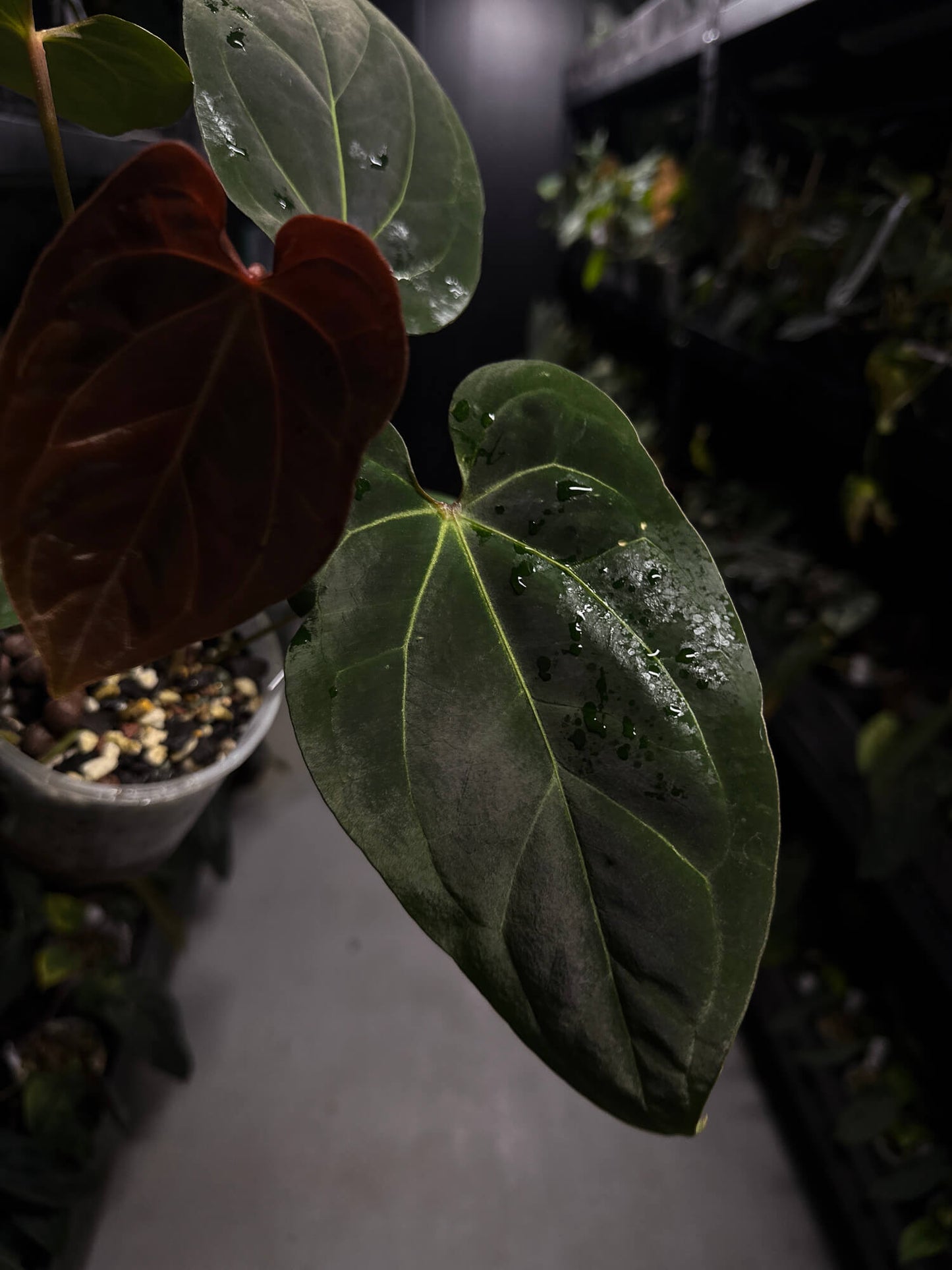 Anthurium #DarkMalice • ('Midnight Velvet' x crys) x besseae aff