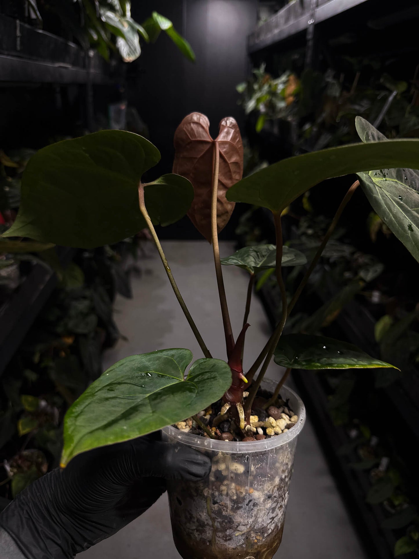 Anthurium #DarkMalice • ('Midnight Velvet' x crys) x besseae aff