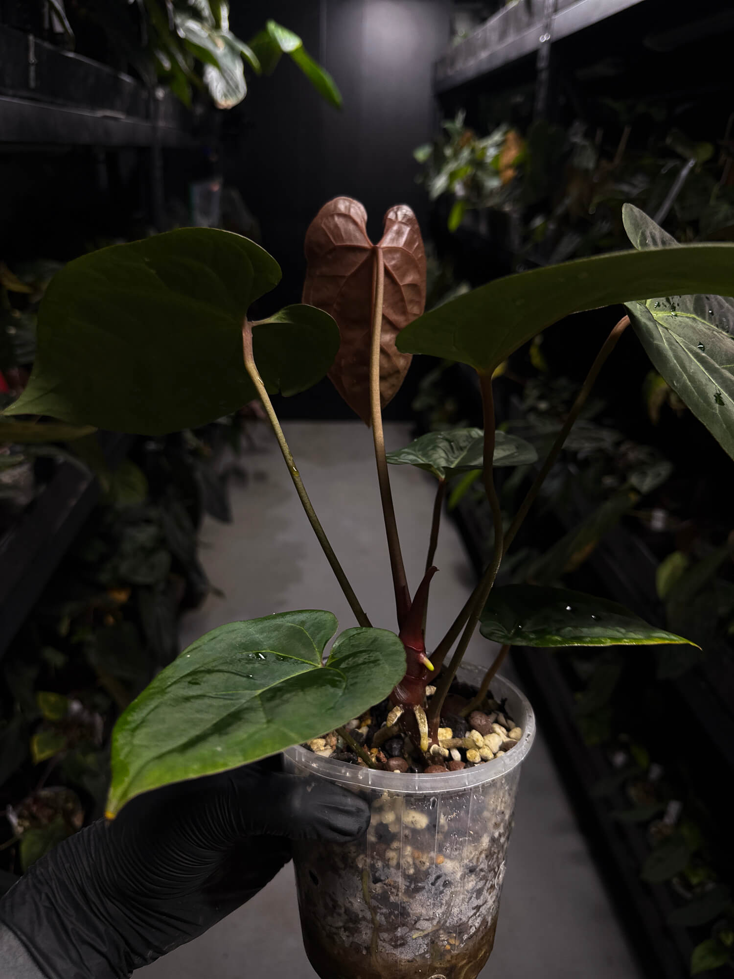 Anthurium #DarkMalice • ('Midnight Velvet' x crys) x besseae aff