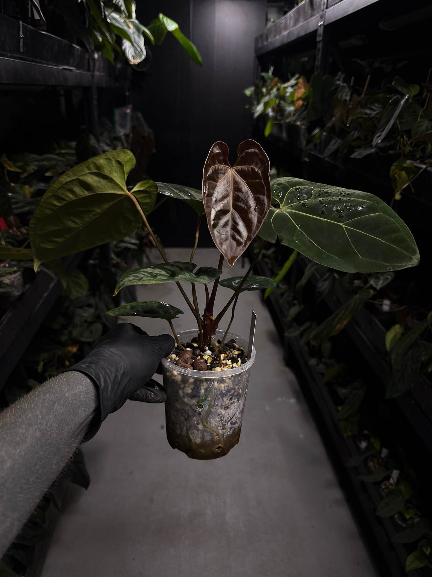 Anthurium #DarkMalice • ('Midnight Velvet' x crys) x besseae aff