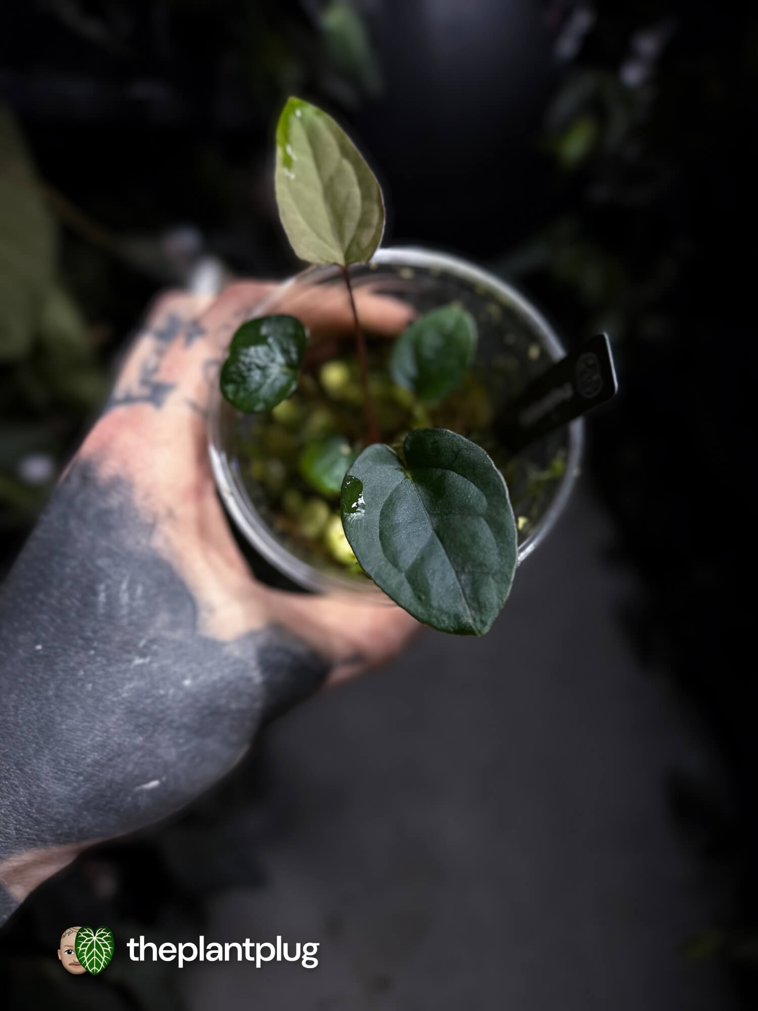 Anthurium #TwinPhoenix 'Narrow' • select clone
