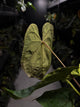 Anthurium #Moloch