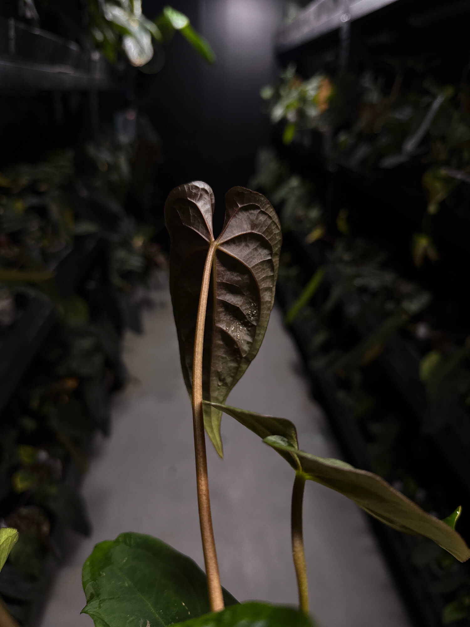Anthurium #Moloch