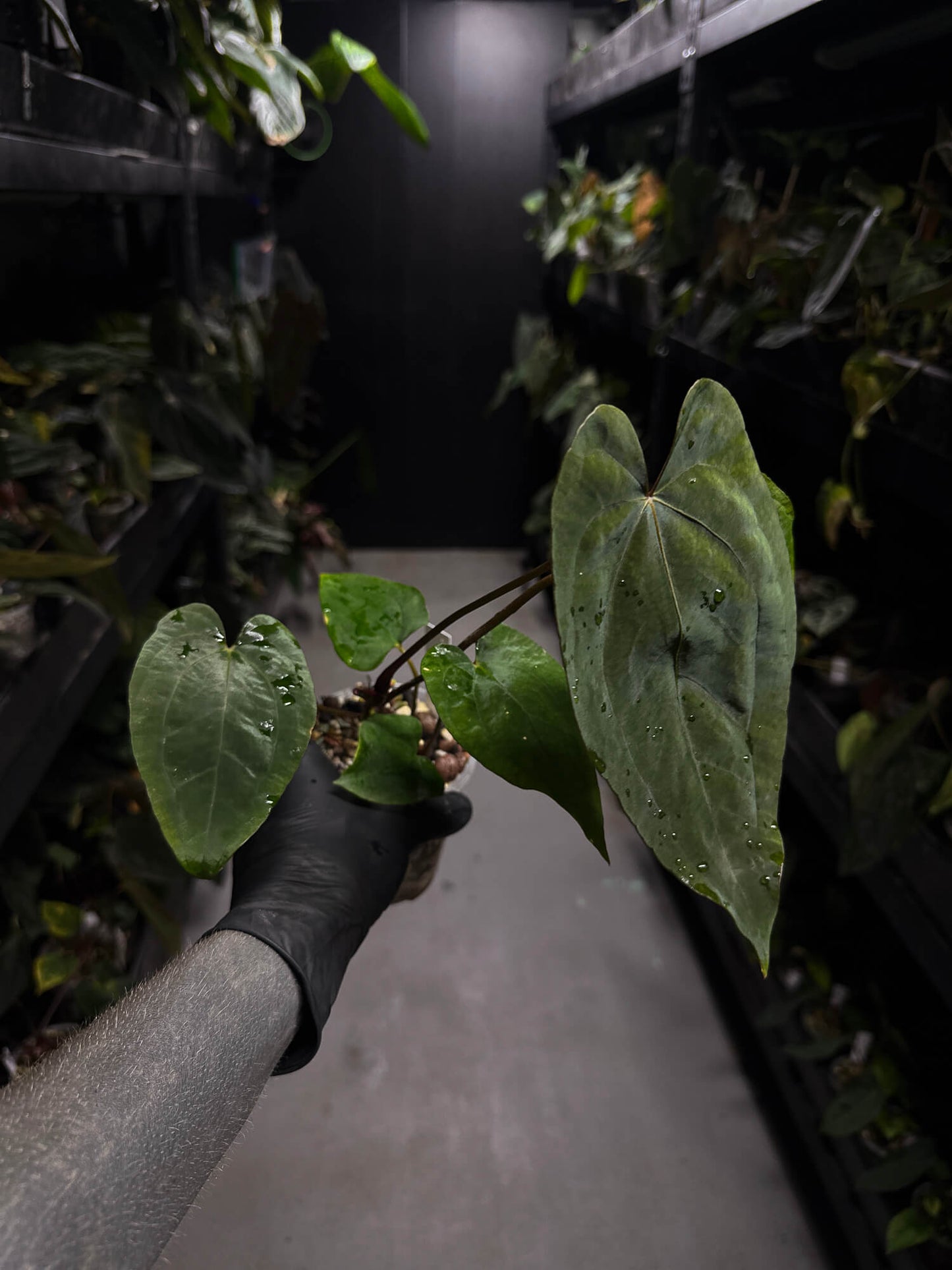 Anthurium 'Dropbear' x