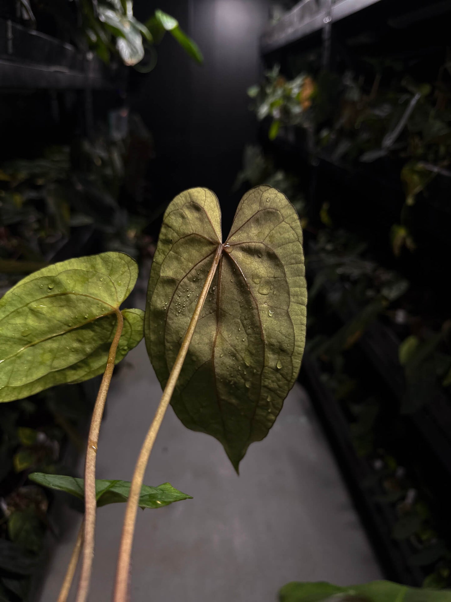 Anthurium 'Dropbear' x