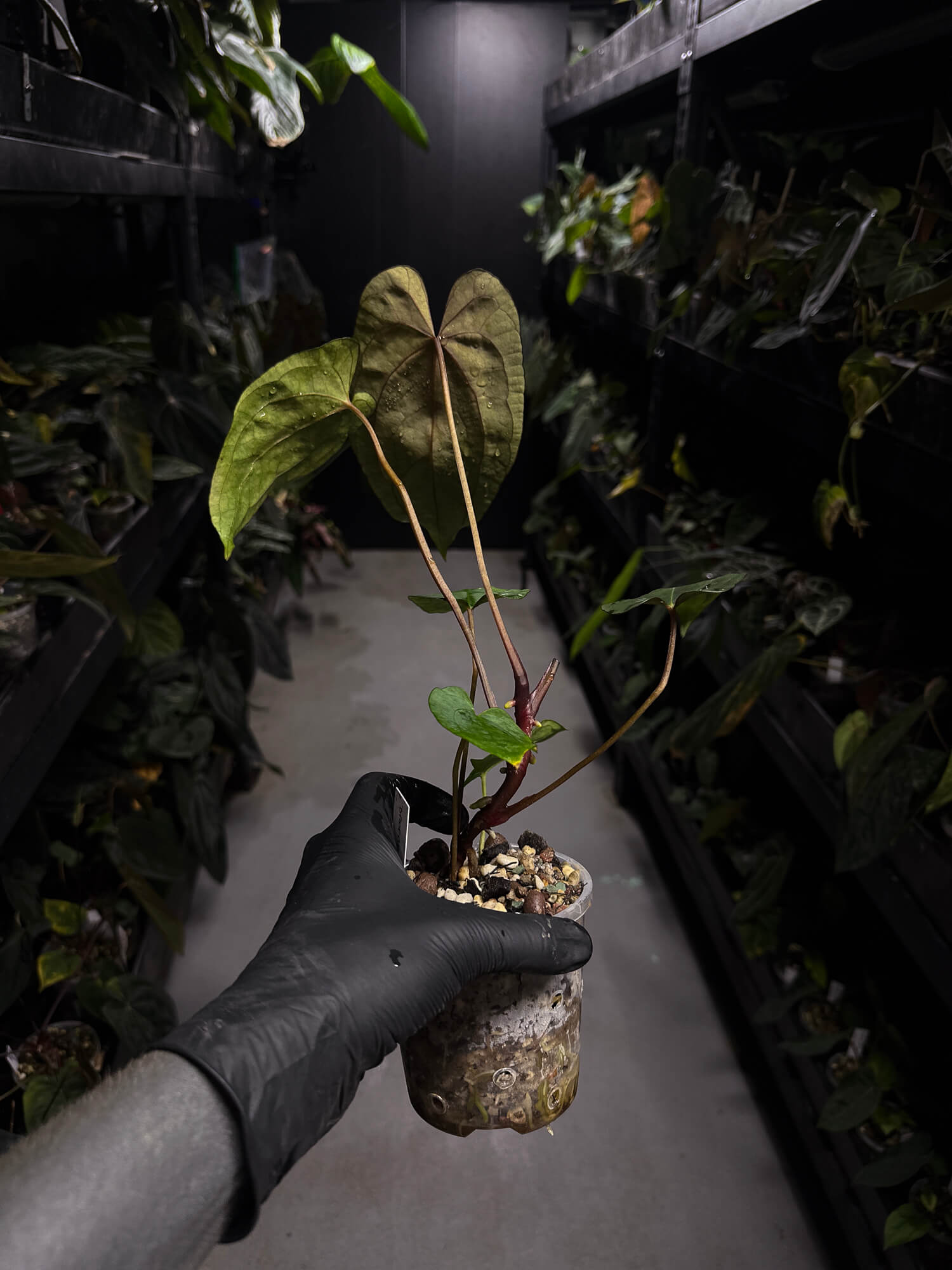 Anthurium 'Dropbear' x