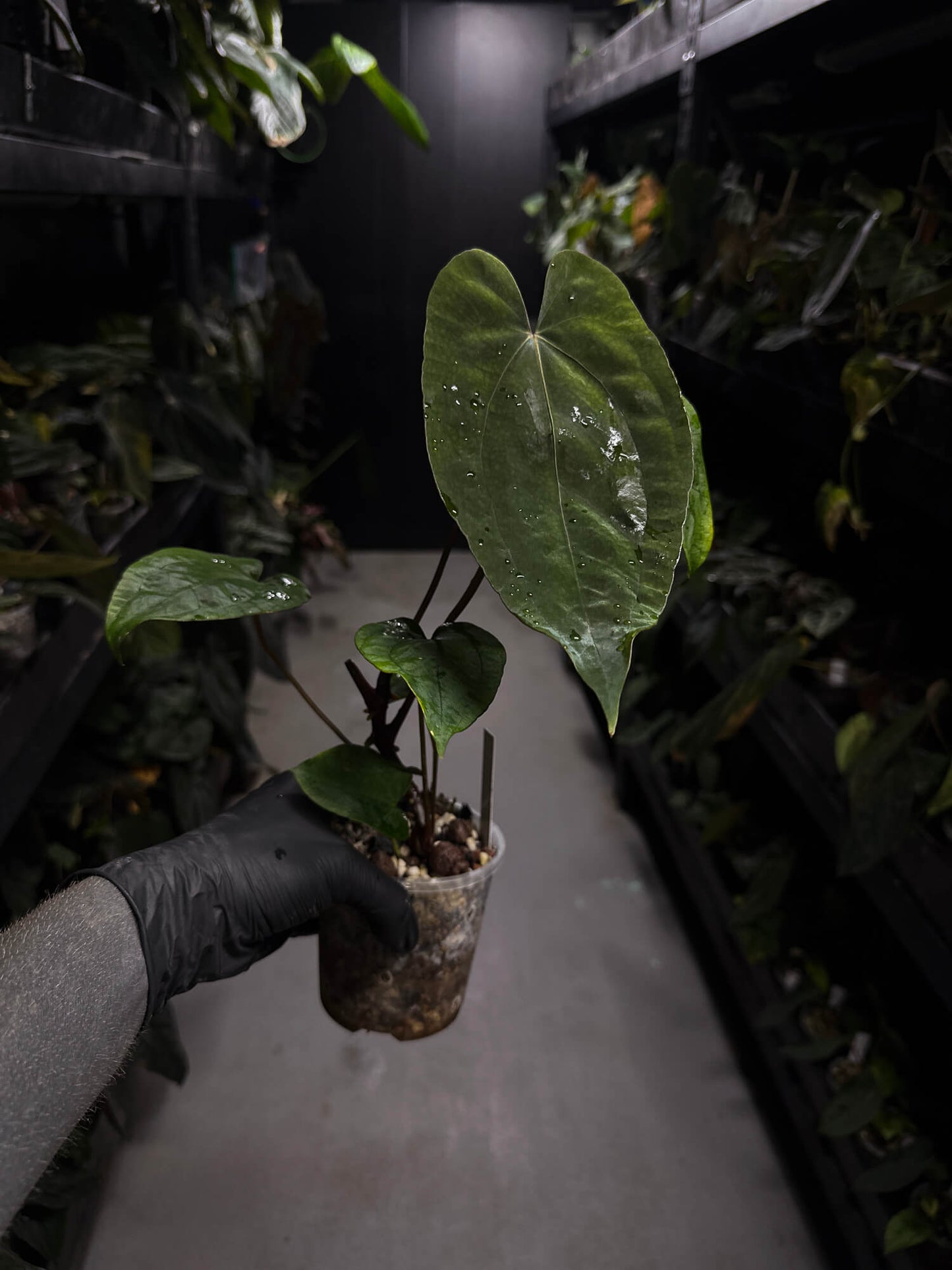 Anthurium 'Dropbear' x