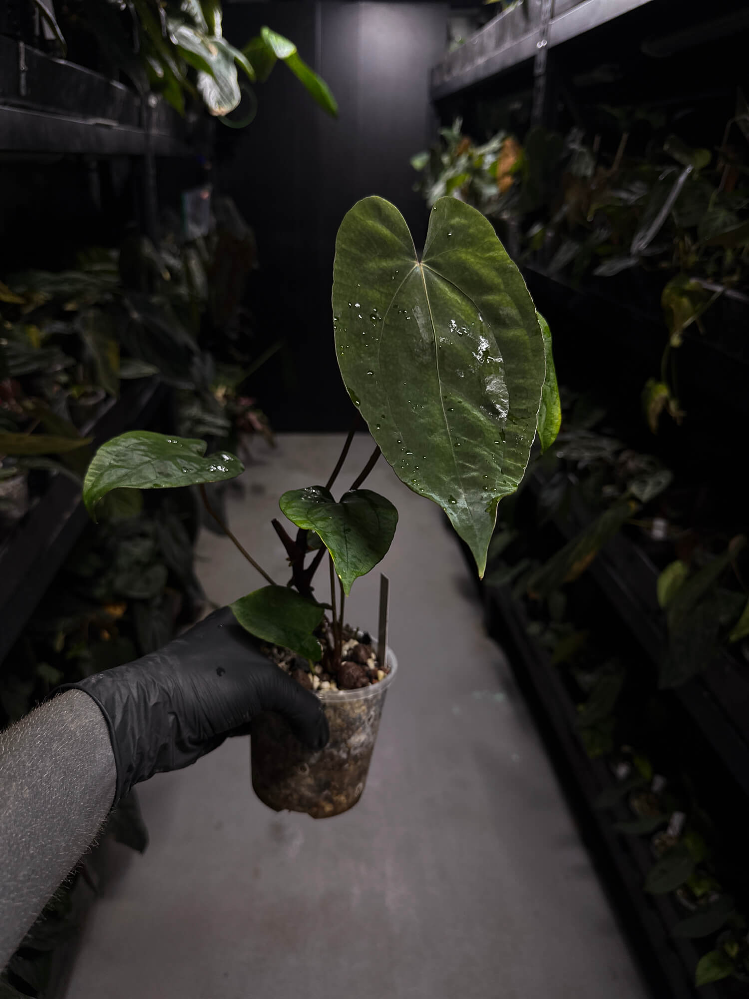 Anthurium 'Dropbear' x