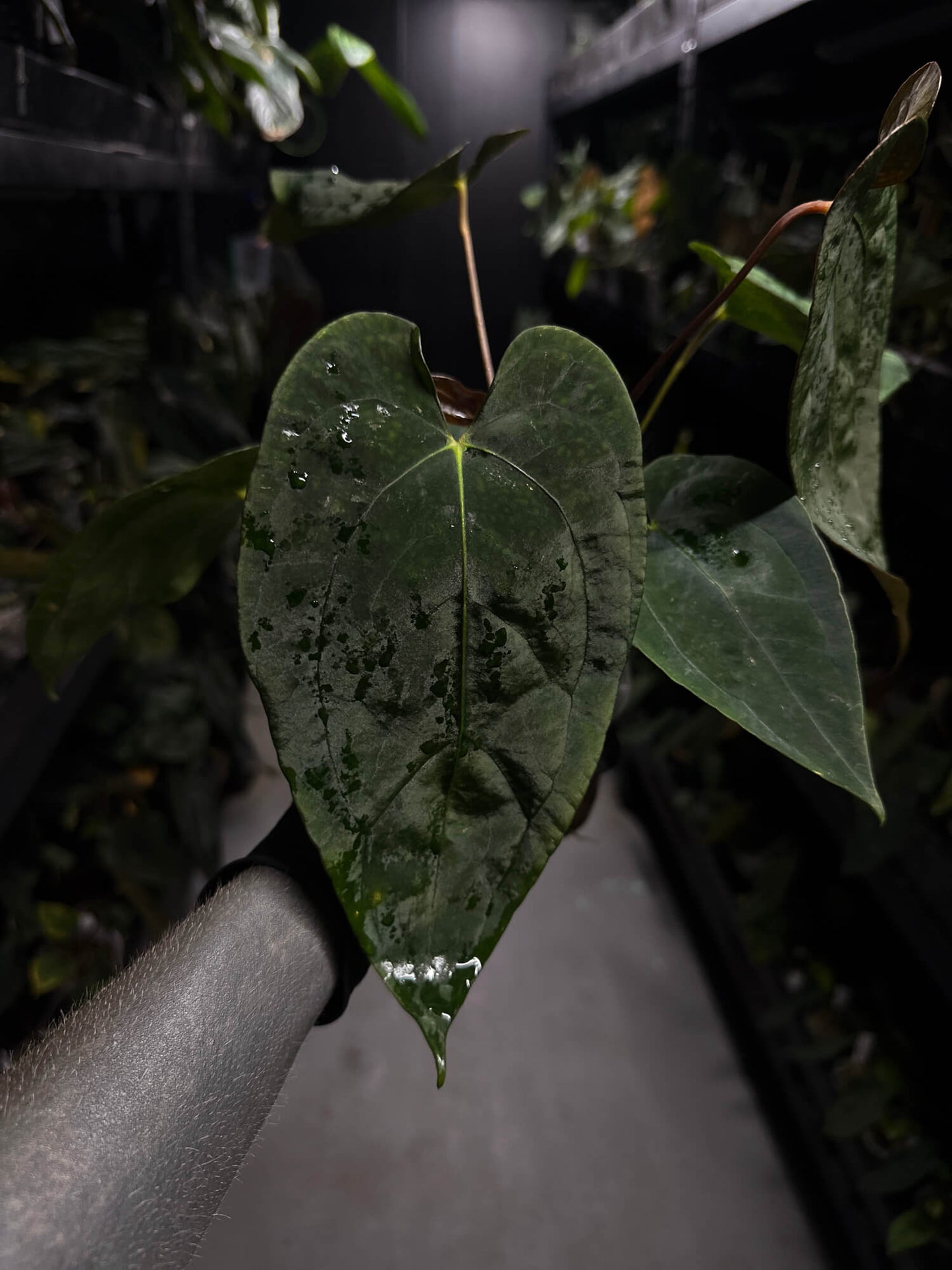Anthurium 'Dropbear' x
