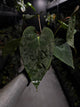 Anthurium 'Dropbear' x