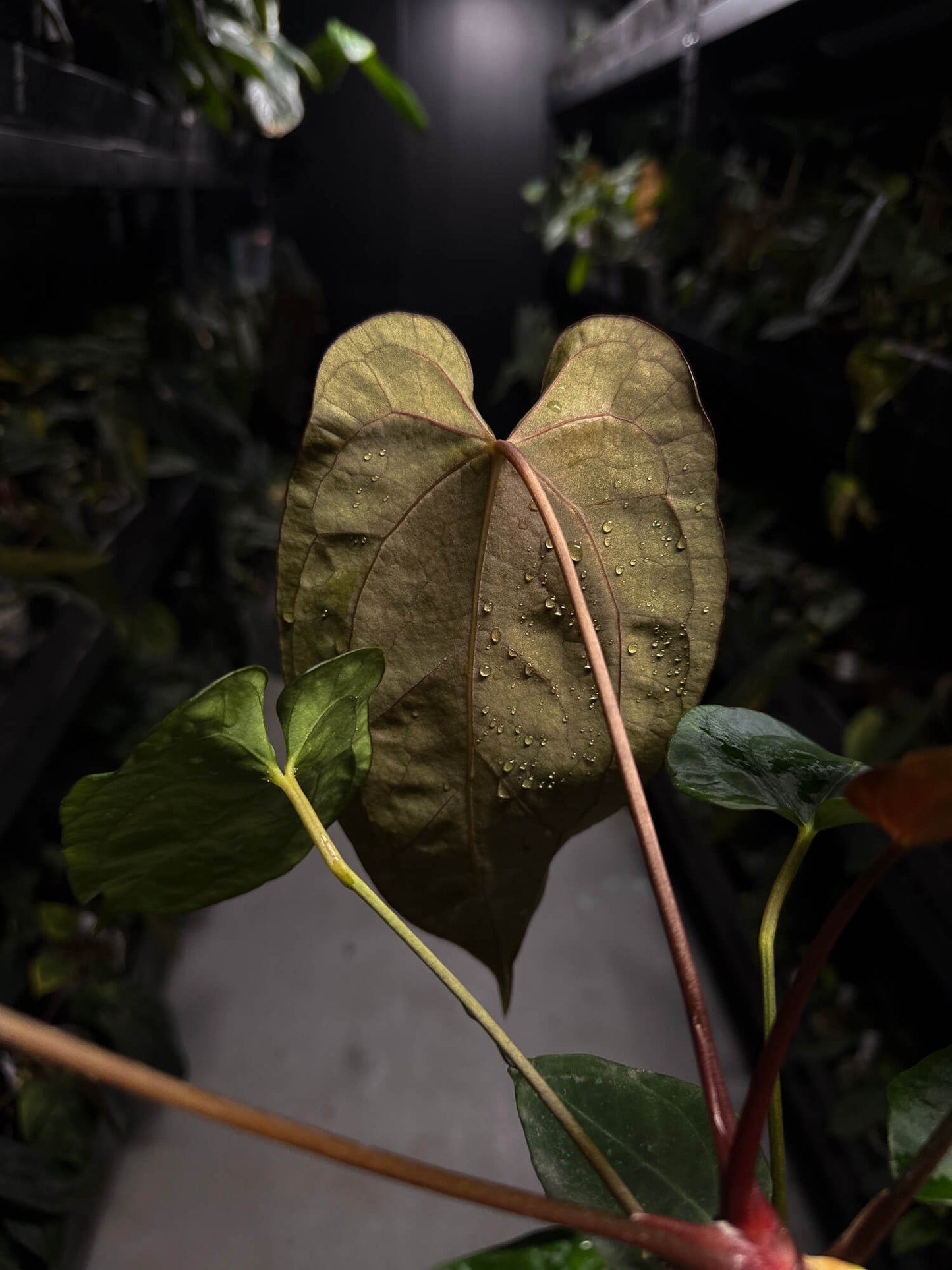 Anthurium 'Dropbear' x