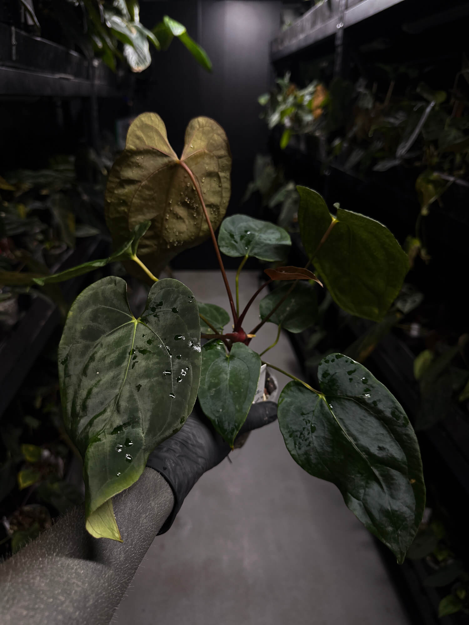 Anthurium 'Dropbear' x