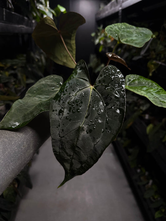 Anthurium #BlinkyBill • #TwinPhoenix x 'Drop Bear'