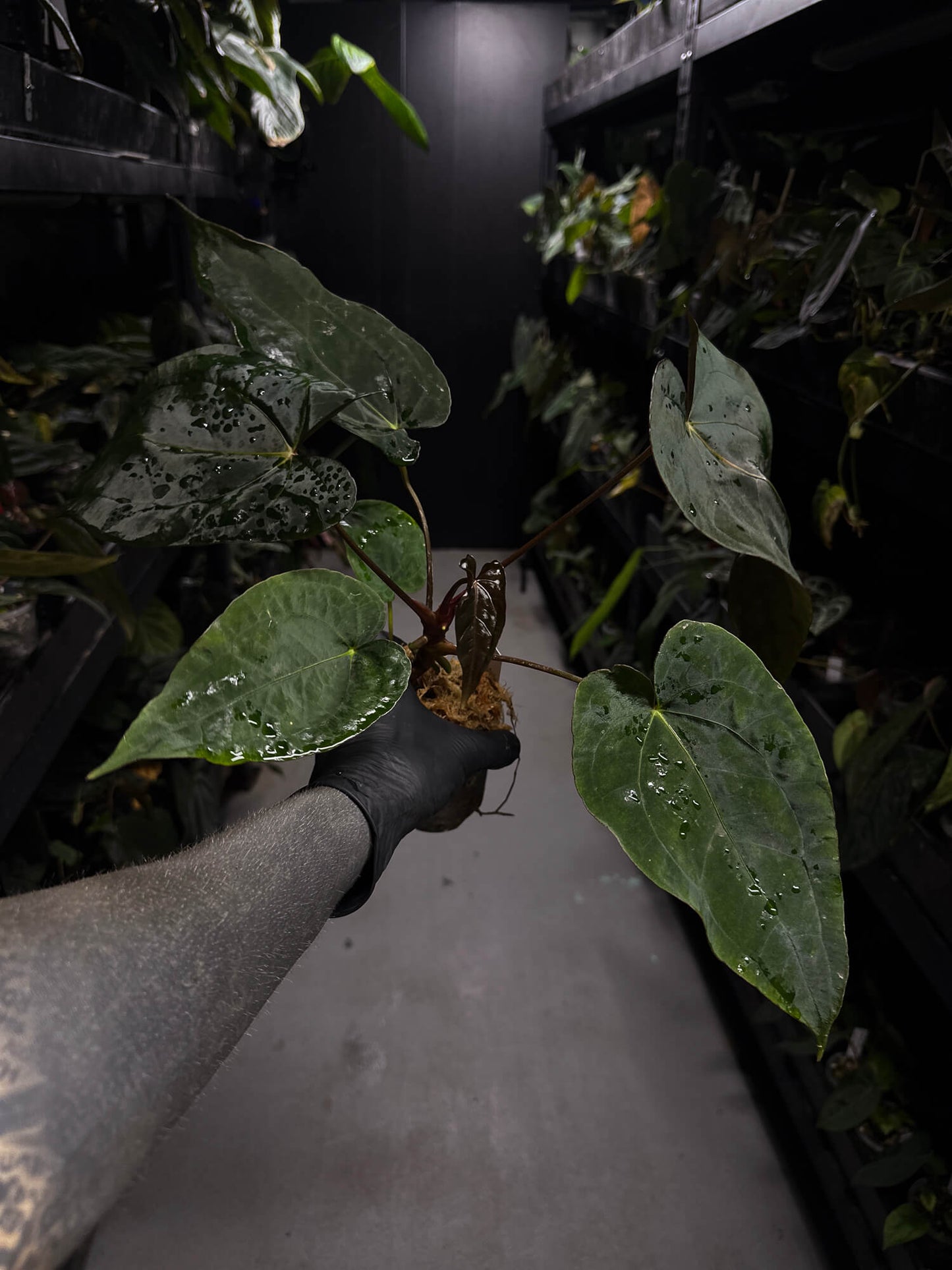 Anthurium #BlinkyBill • #TwinPhoenix x 'Drop Bear'