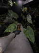 Anthurium #BlinkyBill • #TwinPhoenix x 'Drop Bear'