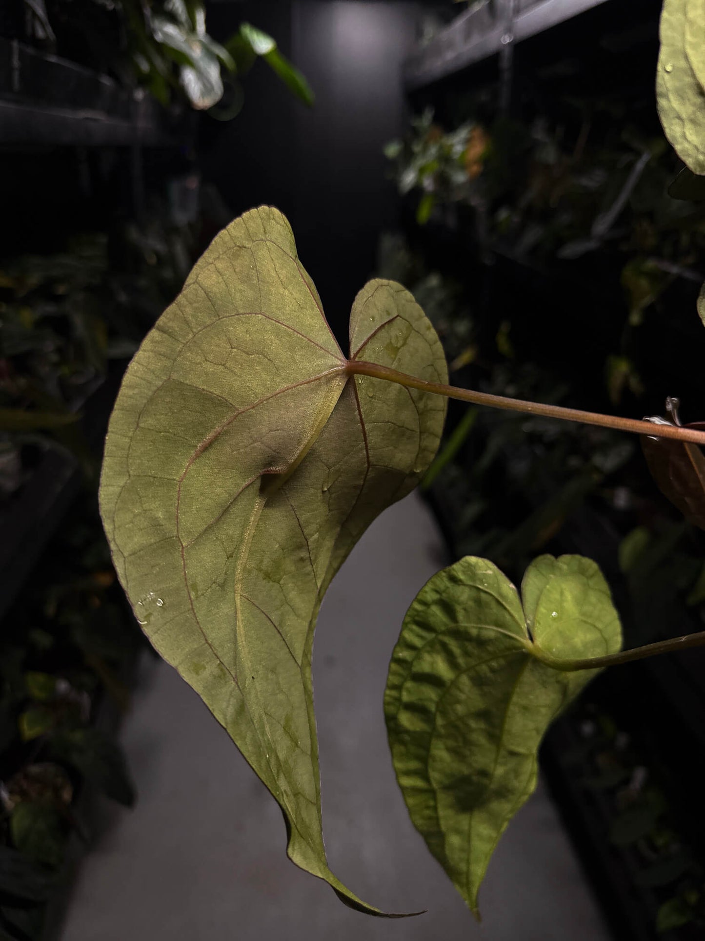 Anthurium #BlinkyBill • #TwinPhoenix x 'Drop Bear'