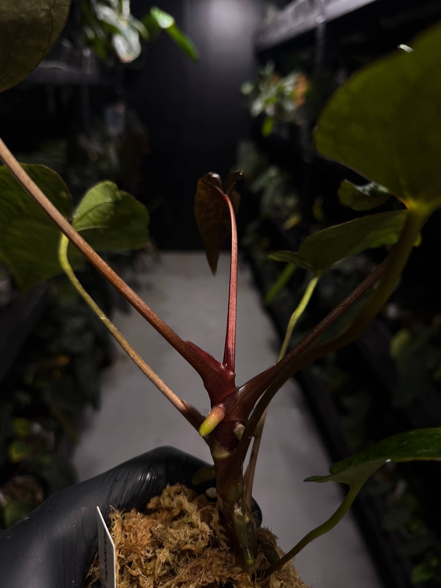 Anthurium #BlinkyBill • #TwinPhoenix x 'Drop Bear'