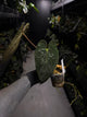Anthurium #PLUG006