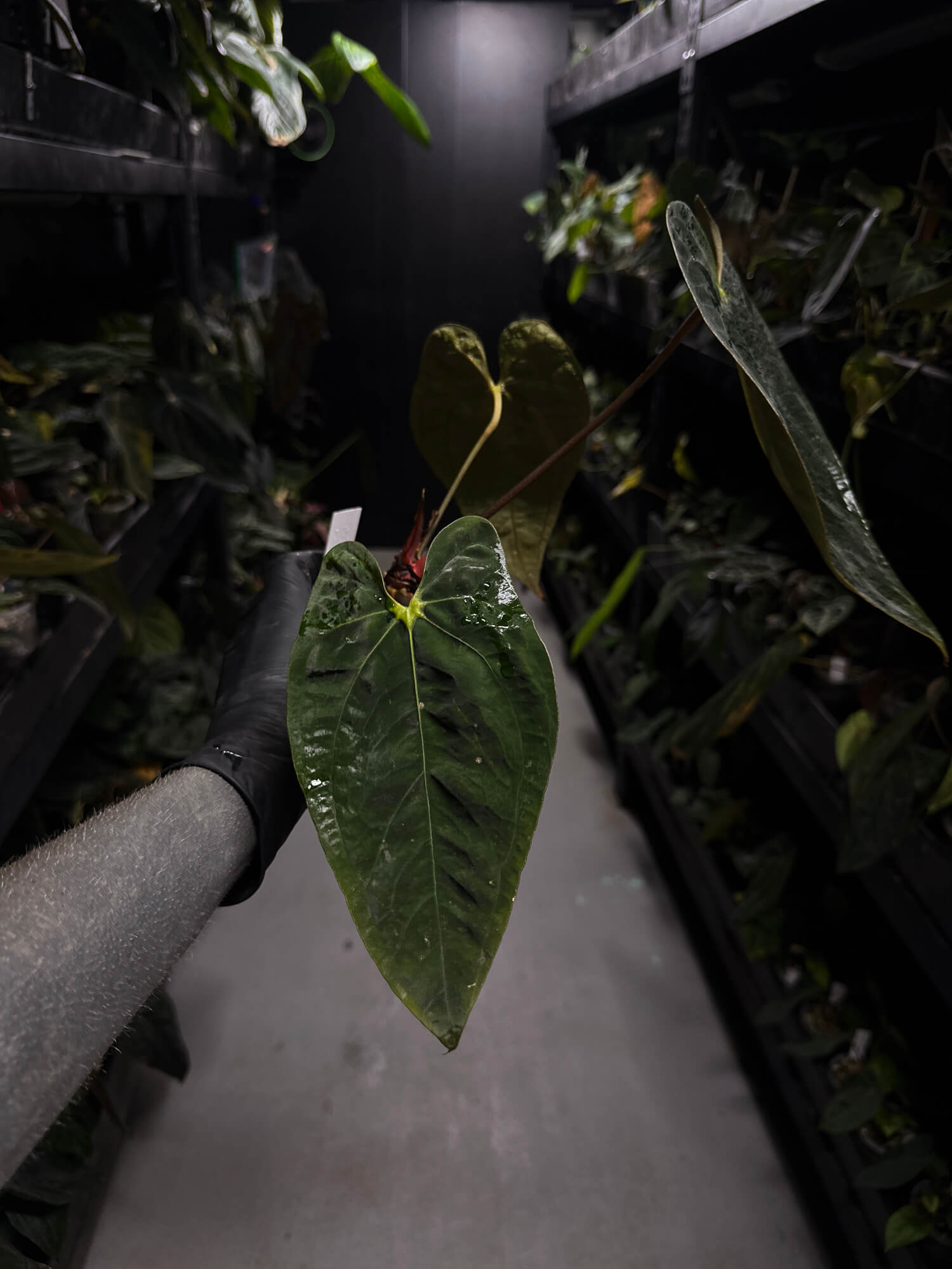 Anthurium #PLUG006