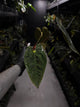 Anthurium #PLUG006