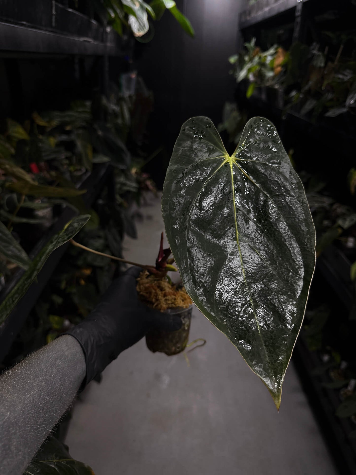 Anthurium #PLUG006