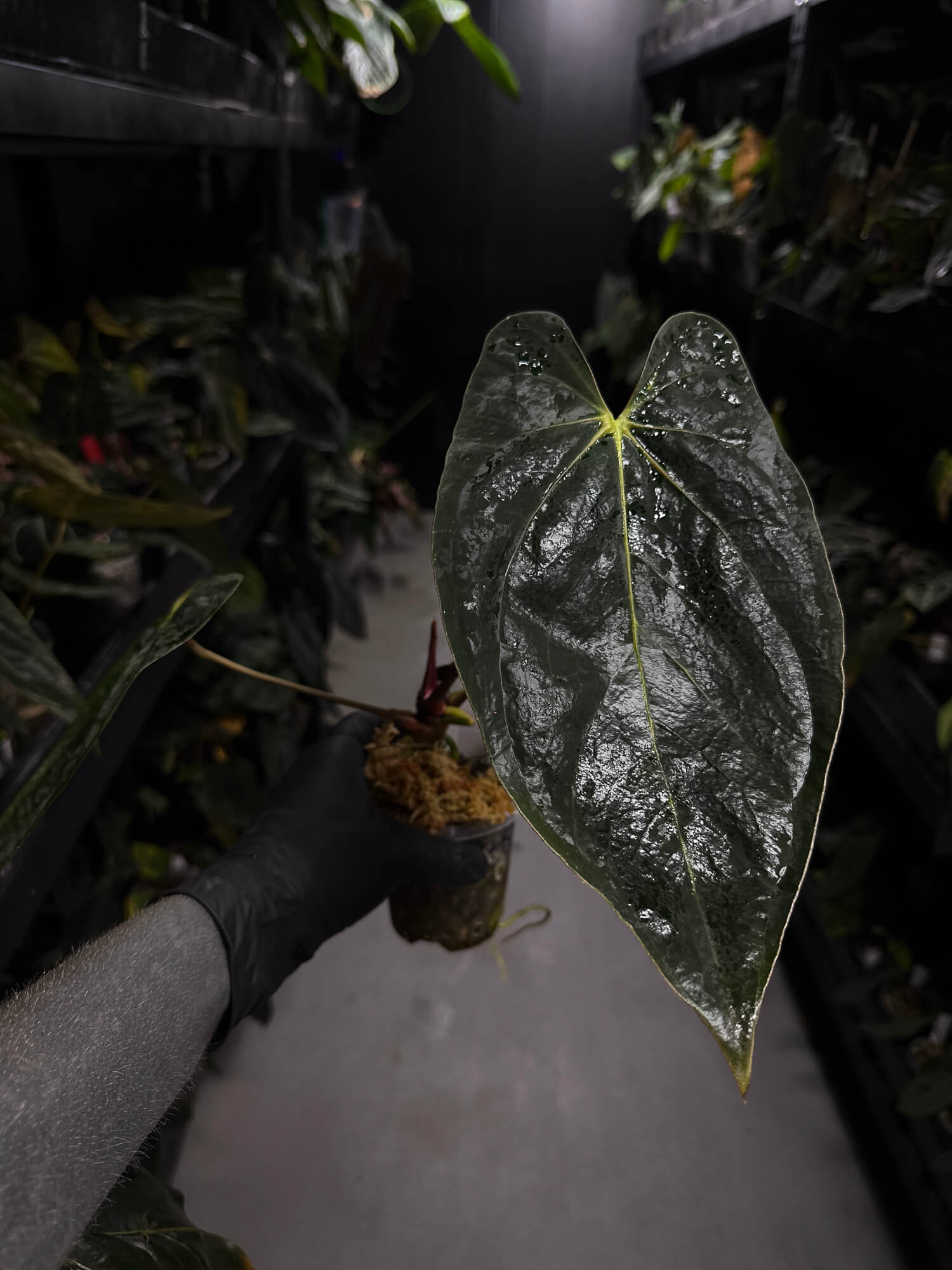 Anthurium #PLUG006