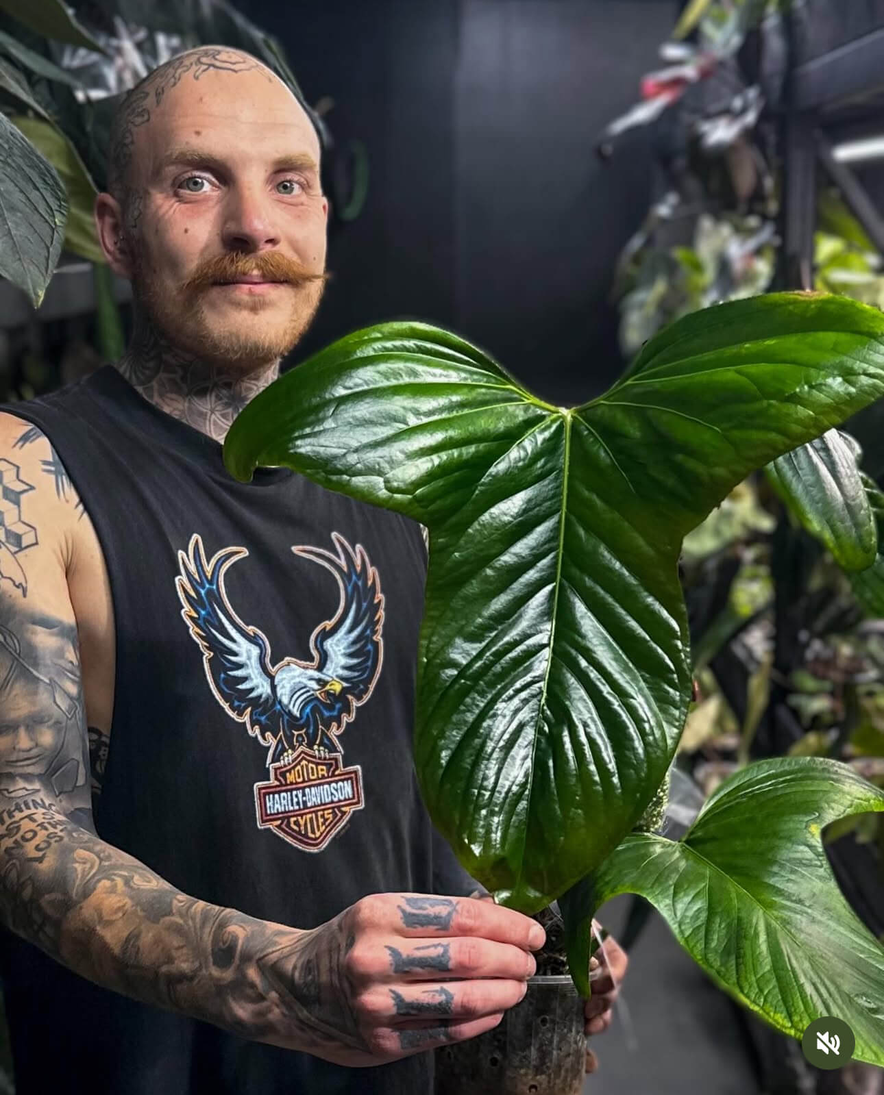 Anthurium sp. 'Trilobe' x 'MP dress' OR 'Red Crys' • germinated seeds