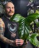 Anthurium sp. 'Trilobe' x 'MP dress' OR 'Red Crys' • germinated seeds
