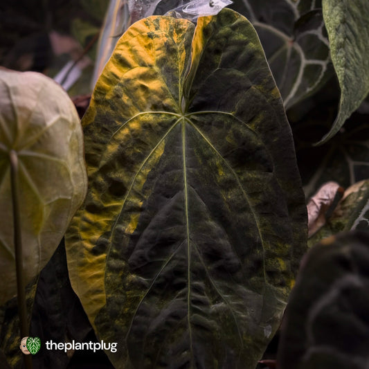 Anthurium forgetii x papillilaminum variegated • orange/pink 🧡🩷