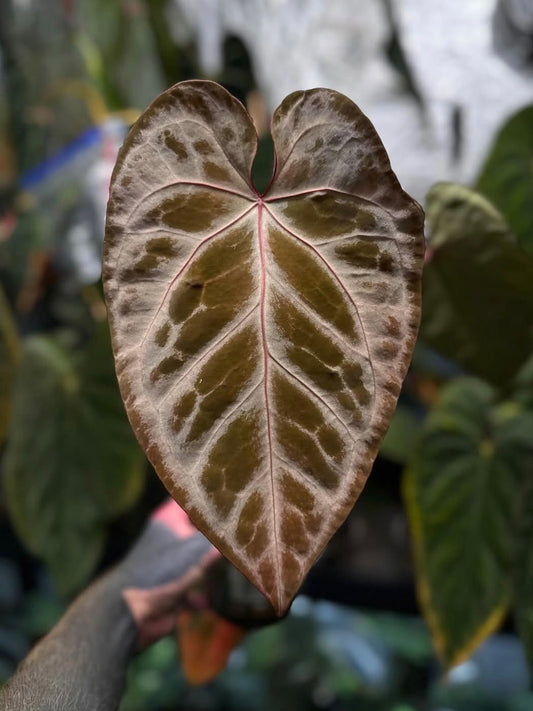 Anthurium 'Silver Pink' • XL plant