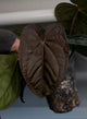 Anthurium 'Bloodmoon' x (pap x dress)