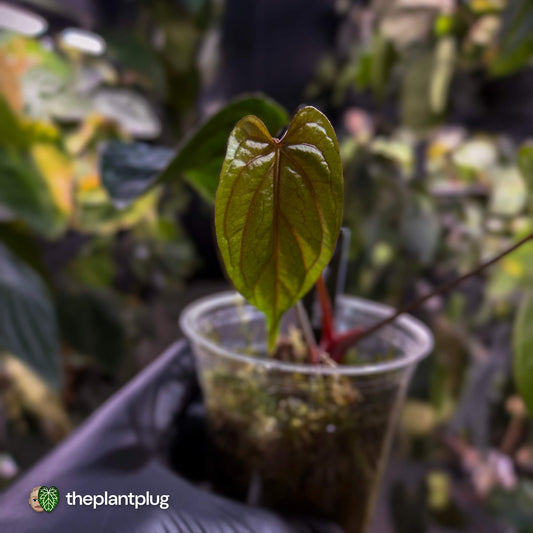 Anthurium Midnight Velvet