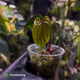 Anthurium Midnight Velvet