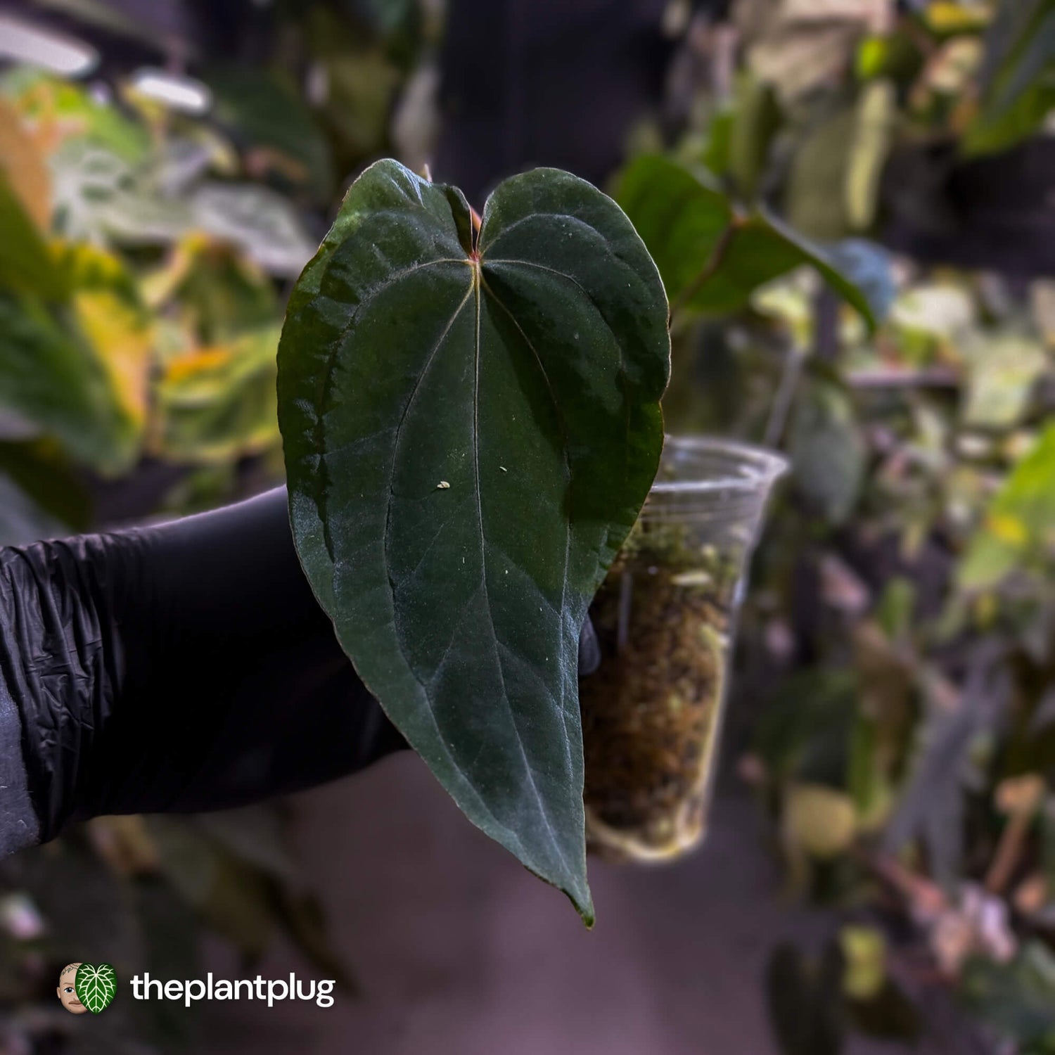 Anthurium Midnight Velvet