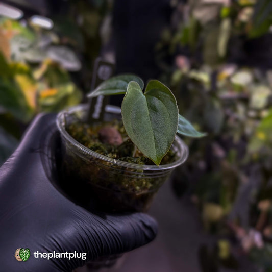 Anthurium antolakii / 'BVEP' f2