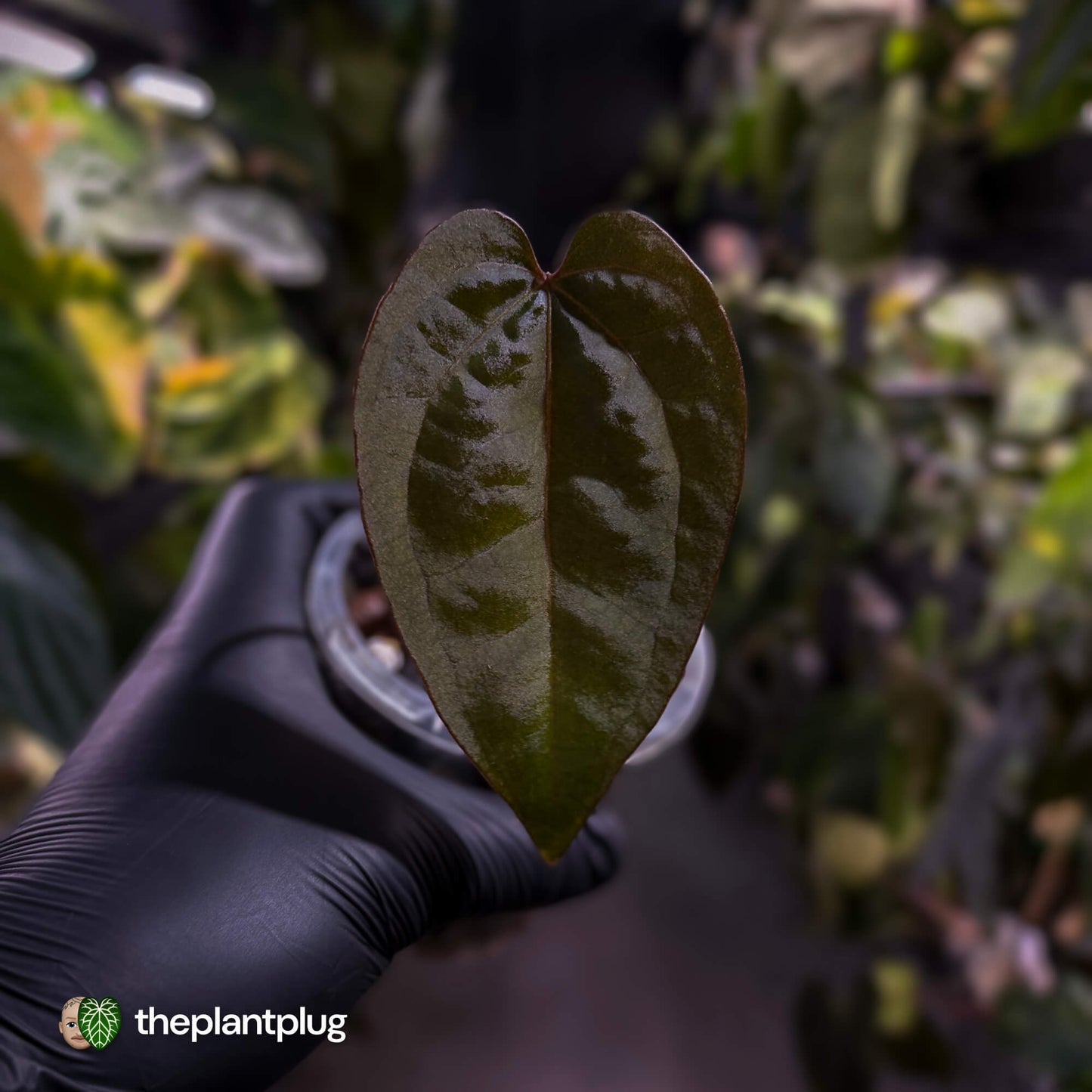 Anthurium 'Ace of Spades Dark Form' (ex. Tezula)
