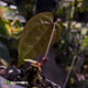 Anthurium 'Ace of Spades Dark Form' (ex. Tezula)