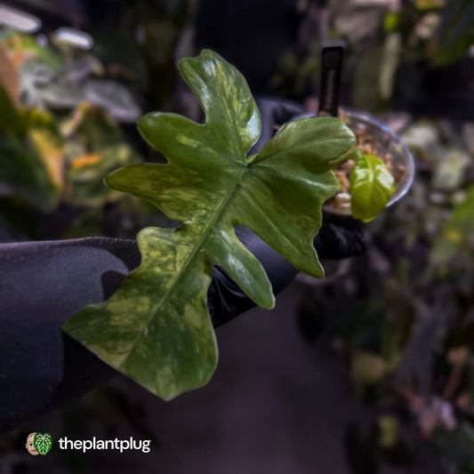 Philodendron 'Florida Beauty' x mayoi • variegated