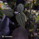 Anthurium magnificum hybrid 'Purple Mag 1' • select