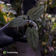 Anthurium magnificum hybrid 'Purple Mag 1' • select