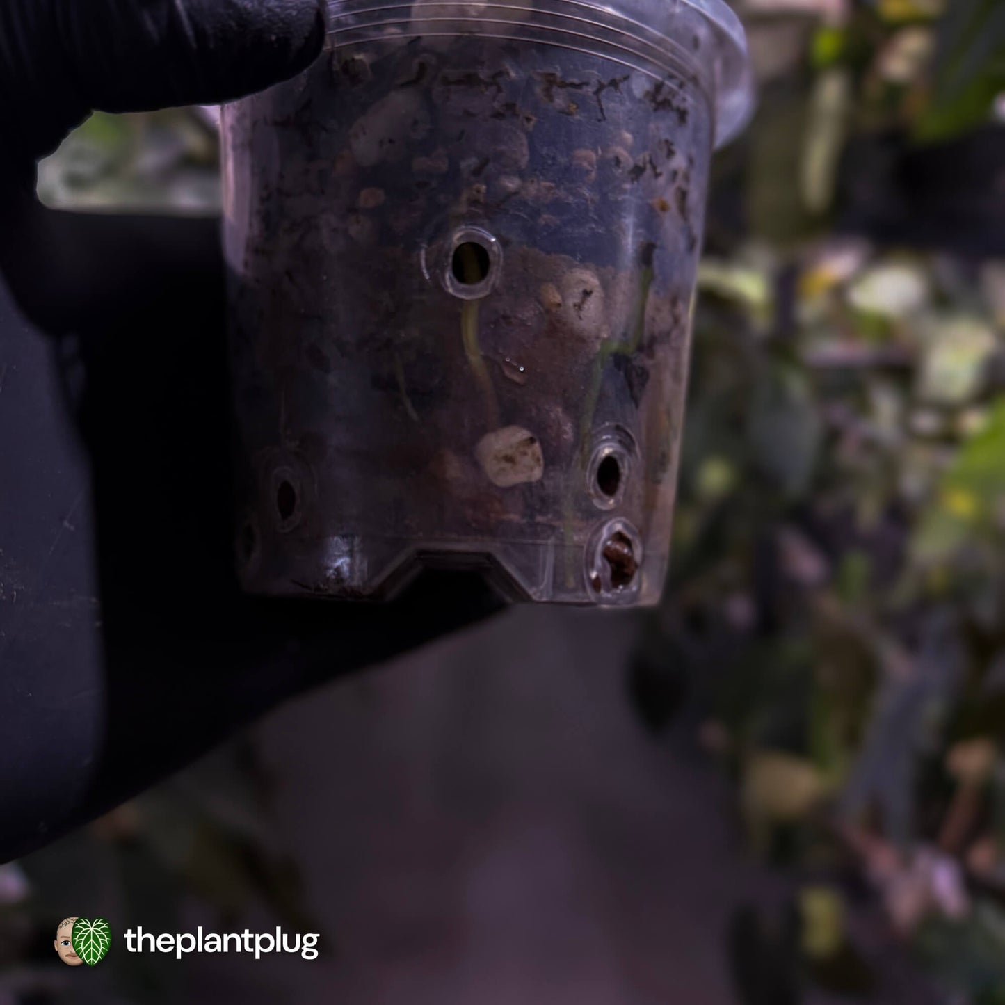 Anthurium magnificum hybrid 'Purple Mag 1' • select